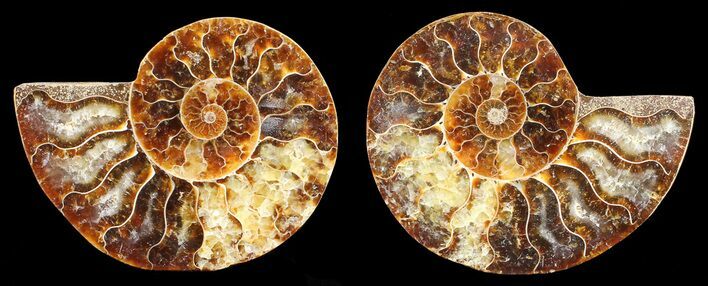 Polished Ammonite Pair - Agatized #56306